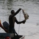 Barramundi from the Delta villages of the Kikori River